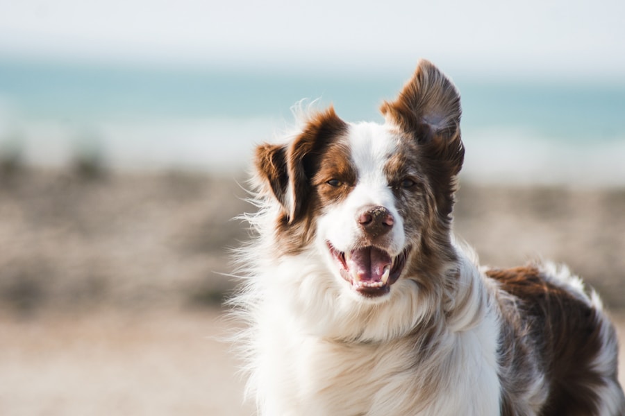 Dog resting outdoors while owner keeps routine notes